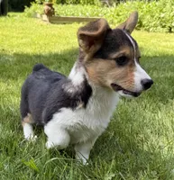 AKC female, a female Pembroke Welsh Corgi for sale in Stanwood, WA – 2 of 3