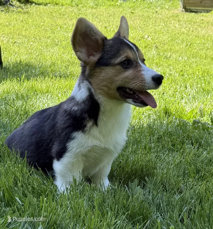 AKC female – Pembroke Welsh Corgi puppy for sale in Stanwood, WA