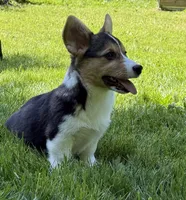 AKC female, a female Pembroke Welsh Corgi for sale in Stanwood, WA – 1 of 3