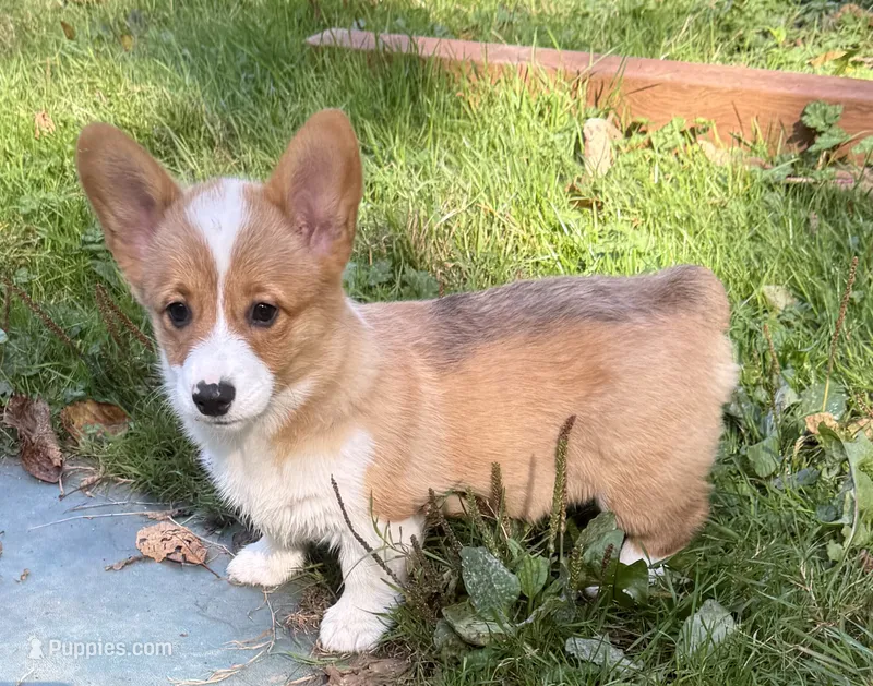 AKC female – Pembroke Welsh Corgi puppy for sale in Stanwood, WA