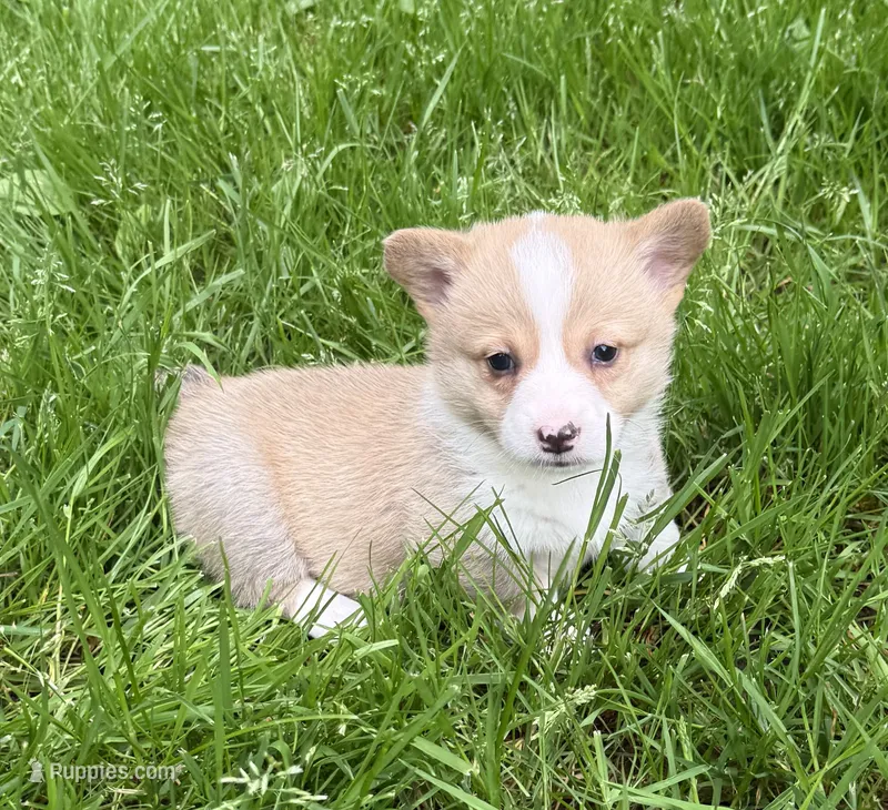 registered female with natural bobtail – Pembroke Welsh Corgi puppy for sale in Stanwood, WA