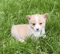 registered female with natural bobtail, a female Pembroke Welsh Corgi for sale in Stanwood, WA – 1 of 4