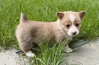 registered female with natural bobtail, a female Pembroke Welsh Corgi for sale in Stanwood, WA – 4 of 4
