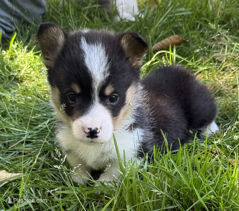 AKC male – Pembroke Welsh Corgi puppy for sale in Stanwood, WA