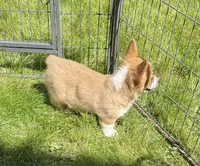 registered male, a male Pembroke Welsh Corgi for sale in Stanwood, WA – 5 of 5