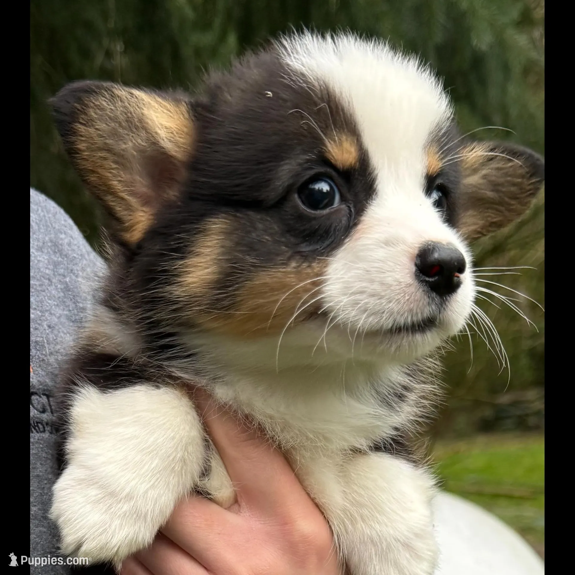 AKC female, a female Pembroke Welsh Corgi for sale in Stanwood, WA – Photo 1 of 1