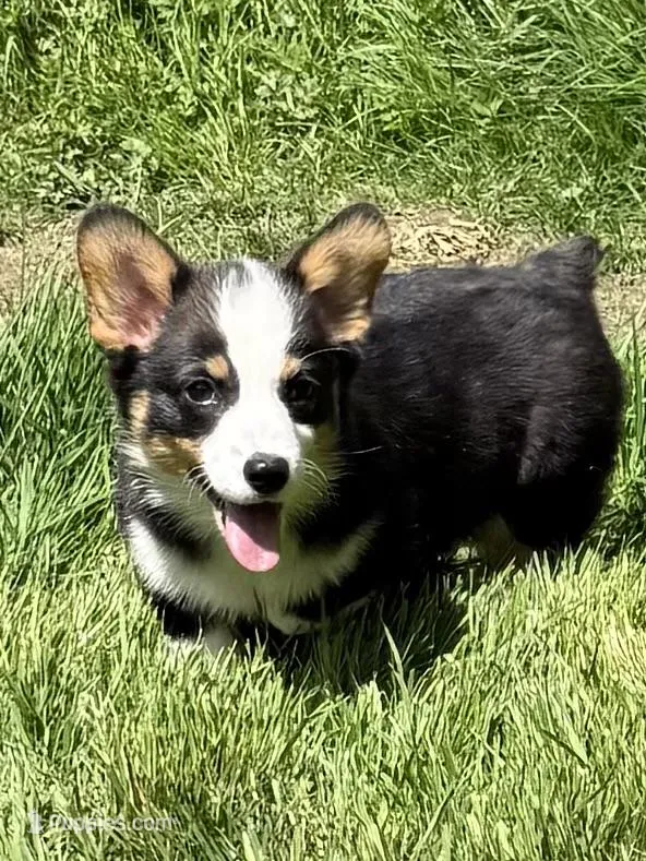AKC female – Pembroke Welsh Corgi puppy for sale in Stanwood, WA