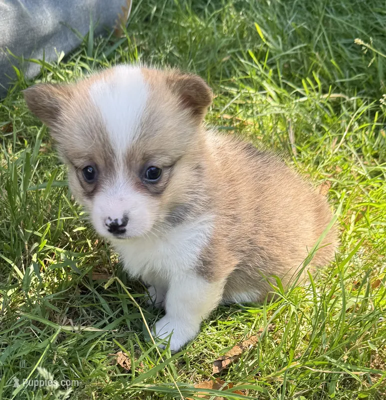 AKC female – Pembroke Welsh Corgi puppy for sale in Stanwood, WA