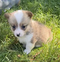 AKC female, a female Pembroke Welsh Corgi for sale in Stanwood, WA – 1 of 1
