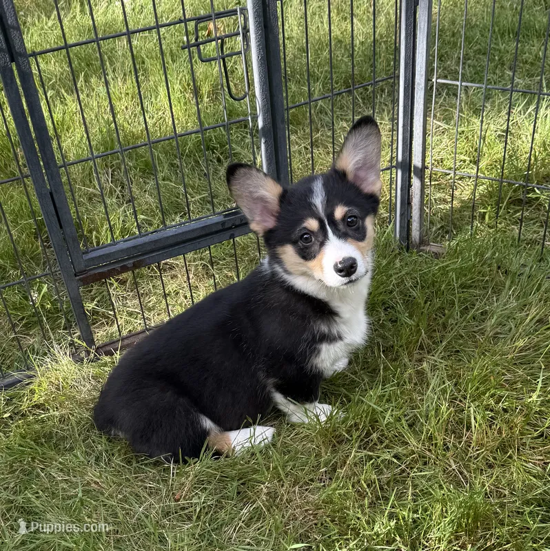 registered female – Pembroke Welsh Corgi puppy for sale in Stanwood, WA