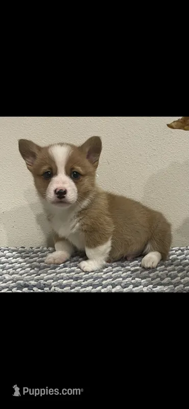 registered female with natural bobtail – Pembroke Welsh Corgi puppy for sale in Stanwood, WA