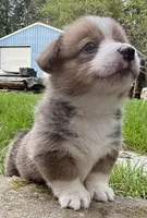 registered male, a male Pembroke Welsh Corgi for sale in Stanwood, WA – 3 of 4