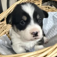 AKC male, a male Pembroke Welsh Corgi for sale in Stanwood, WA – Photo 3 of 4