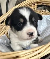 AKC male, a male Pembroke Welsh Corgi for sale in Stanwood, WA – Photo 1 of 2