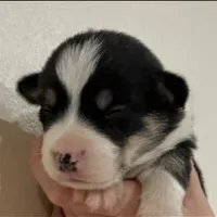 AKC male, a male Pembroke Welsh Corgi for sale in Stanwood, WA – Photo 4 of 4