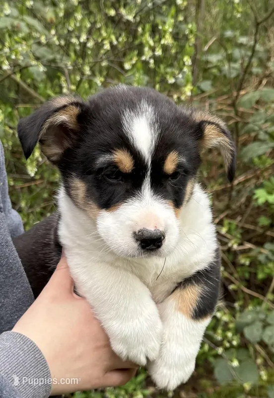 AKC male – Pembroke Welsh Corgi puppy for sale in Stanwood, WA