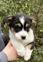 AKC male, a male Pembroke Welsh Corgi for sale in Stanwood, WA – Photo 1 of 4