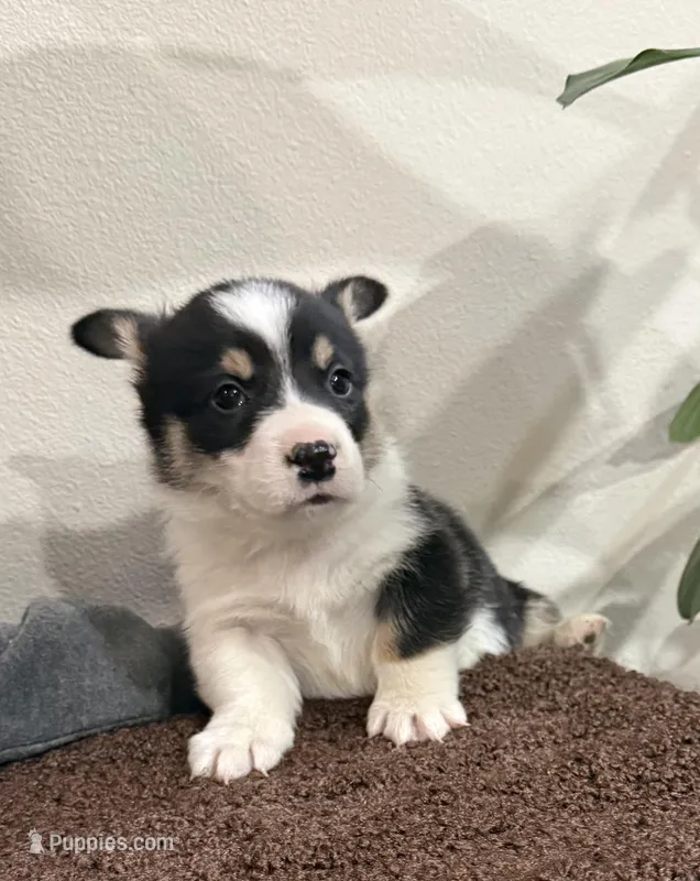 AKC male – Pembroke Welsh Corgi puppy for sale in Stanwood, WA