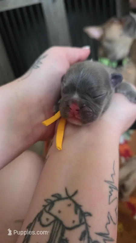 Churro – French Bulldog puppy for sale in Wisconsin Rapids, WI