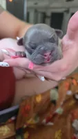 Snickerdoodle, a female French Bulldog for sale in Wisconsin Rapids, WI – Photo 1 of 3