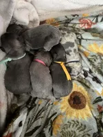 Snickerdoodle, a female French Bulldog for sale in Wisconsin Rapids, WI – Photo 3 of 3