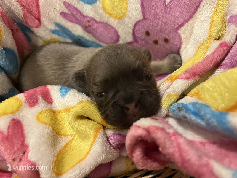 Snickerdoodle – French Bulldog puppy for sale in Wisconsin Rapids, WI