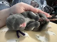 Samoa, a female French Bulldog for sale in Wisconsin Rapids, WI – Photo 2 of 4