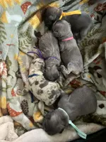 Samoa, a female French Bulldog for sale in Wisconsin Rapids, WI – Photo 3 of 4