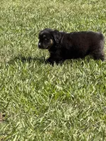 G-purple , a female Miniature American Shepherd for sale in Polk City, FL – 9 of 10