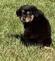 G-Pink, a female Miniature American Shepherd for sale in Polk City, FL – 2 of 10