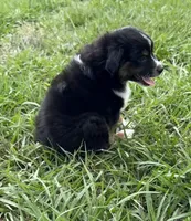 P-Pepe , a male Toy Australian Shepherd for sale in Polk City, FL – 4 of 10