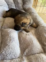 S-Sara pink , a female German Shepherd Dog for sale in Polk City, FL – Photo 7 of 10