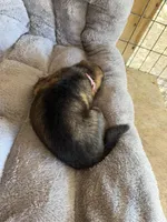 S-Sara pink , a female German Shepherd Dog for sale in Polk City, FL – Photo 8 of 10