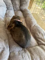 S-Sara pink , a female German Shepherd Dog for sale in Polk City, FL – Photo 6 of 10