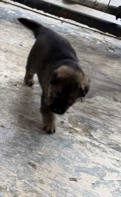 S-Sara pink , a female German Shepherd Dog for sale in Polk City, FL – Photo 1 of 6