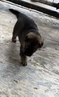 S-Sara pink , a female German Shepherd Dog for sale in Polk City, FL – Photo 1 of 6