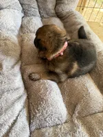 S-Sara pink , a female German Shepherd Dog for sale in Polk City, FL – Photo 5 of 10