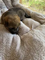 S-Sara pink , a female German Shepherd Dog for sale in Polk City, FL – Photo 2 of 10