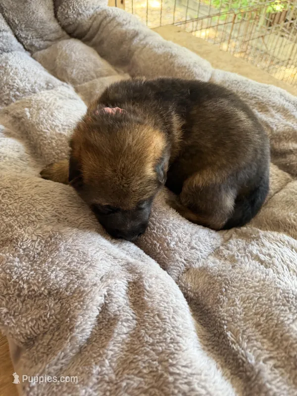 S-Sara pink  – German Shepherd Dog puppy for sale in Polk City, FL