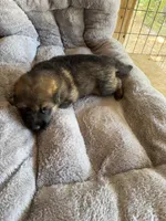 S-Sara pink , a female German Shepherd Dog for sale in Polk City, FL – Photo 9 of 10