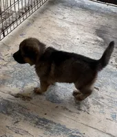 S-Sara pink , a female German Shepherd Dog for sale in Polk City, FL – Photo 3 of 6