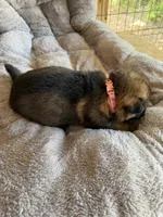 S-Sara pink , a female German Shepherd Dog for sale in Polk City, FL – Photo 3 of 10