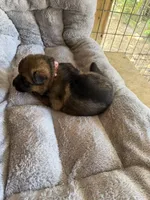 S-Sara pink , a female German Shepherd Dog for sale in Polk City, FL – Photo 10 of 10