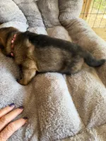 S-Sara pink , a female German Shepherd Dog for sale in Polk City, FL – Photo 4 of 10