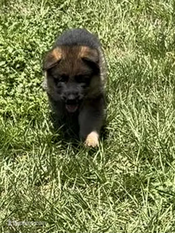 S-Sara pink  – German Shepherd Dog puppy for sale in Polk City, FL