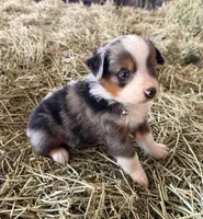 L-Blue, a male Toy Australian Shepherd for sale in Polk City, FL – Photo 7 of 10