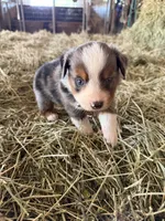 L-Blue, a male Toy Australian Shepherd for sale in Polk City, FL – Photo 10 of 10