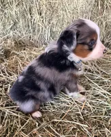 L-Blue, a male Toy Australian Shepherd for sale in Polk City, FL – Photo 6 of 10