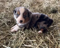 L-Blue, a male Toy Australian Shepherd for sale in Polk City, FL – Photo 3 of 10
