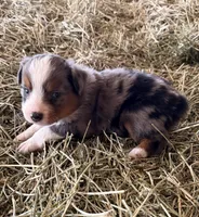 L-Blue, a male Toy Australian Shepherd for sale in Polk City, FL – Photo 5 of 10